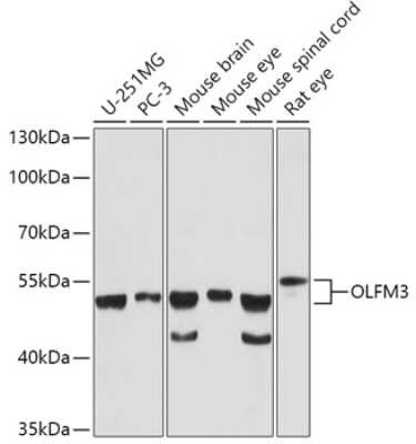 Western Blot: OLFM-L3 AntibodyAzide and BSA Free [NBP3-05678]